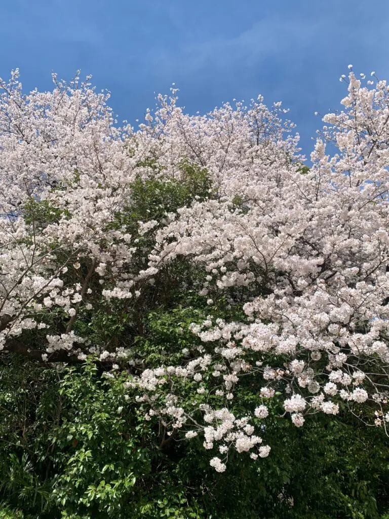 新宿御苑の桜